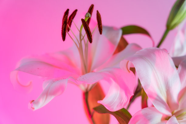 在粉红色的光下，花百合的特写聚焦在花粉的雄蕊上。花授粉。漂亮的白百合。花开花。花卉背景。有选择性的重点。图片下载