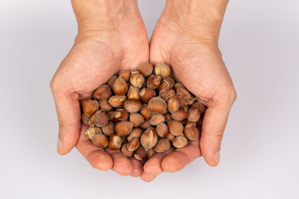 灰色背景上，两只男性手拿着榛子。收获的概念。俯视图特写。图片下载