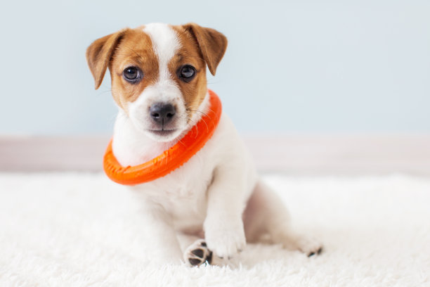 剪小狗玩狗玩具在家里图片下载