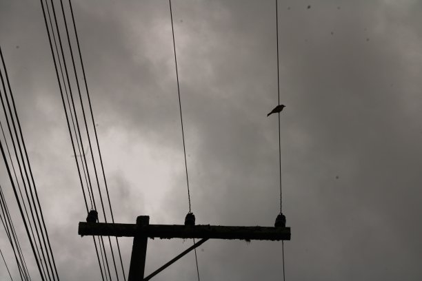 鸟儿栖息在城市的电线上图片下载