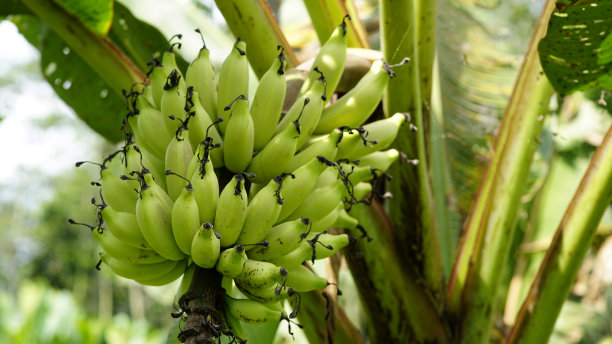 穆萨针叶AA图片下载