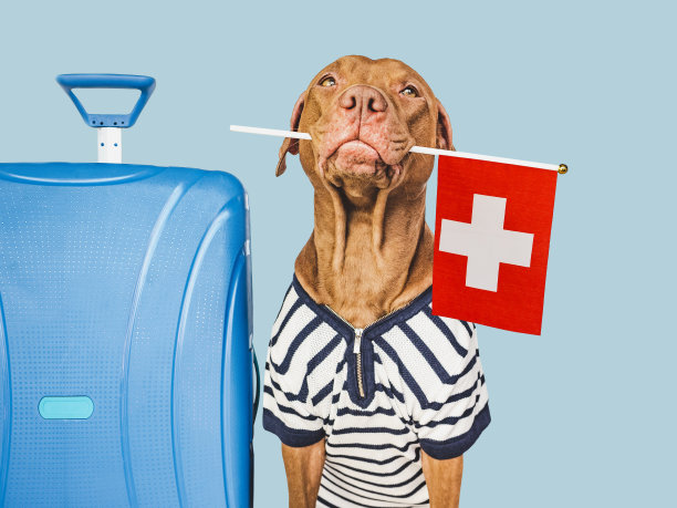 可爱的棕色小狗和瑞士十字图片下载