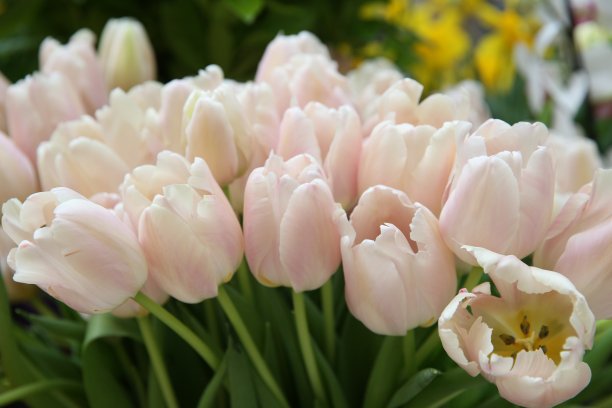 白色和粉色郁金香花束：三八妇女节礼物图片下载