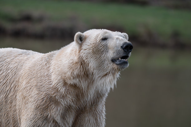 北极熊近景特写图片下载