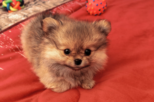 坐在毯子上的博美犬幼崽图片下载