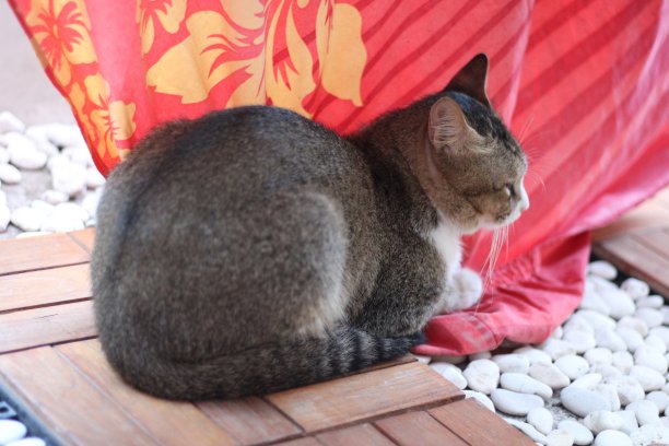 一只猫坐着放松的姿势图片下载