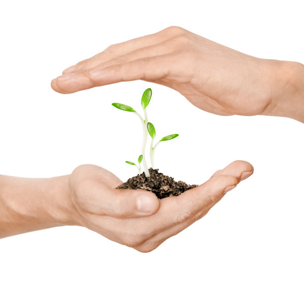 白色背景突出显示，两只男性手拿着地上的三棵豆芽。保存，工作，保护的概念。图片下载