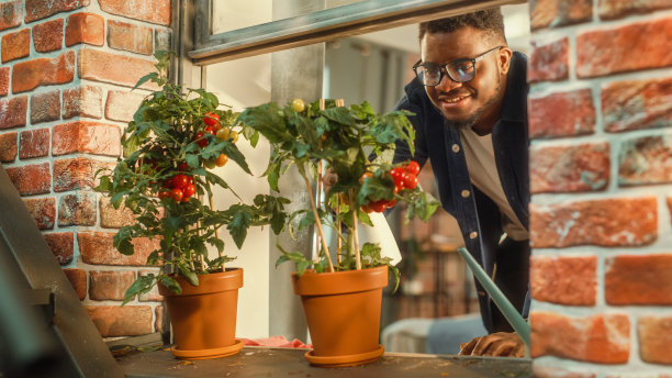 年轻英俊的男性喷洒和浇水自制的环保西红柿，盆栽在他时尚的阁楼公寓外的窗台上。在城里的家里种菜。图片下载