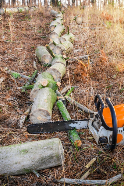 下班后用电锯在森林里砍松树图片下载