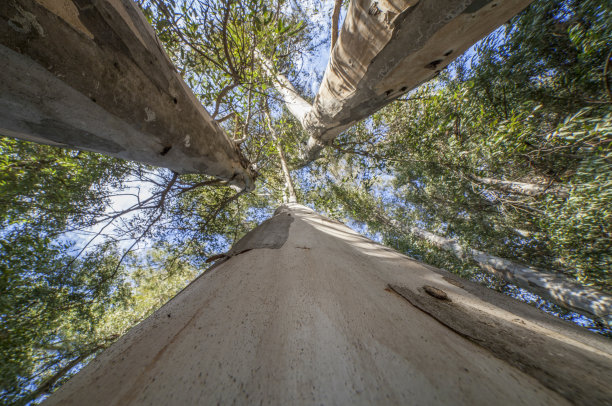 大桉树指向天空在瓜迪亚纳河畔，巴达霍兹，西班牙图片下载