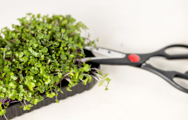 厨房里的小蔬菜，妇女或小孩用剪刀切，放在盘子里，用叉子。健康营养饮食减肥图片下载