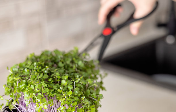 厨房里的小蔬菜，妇女或小孩用剪刀切，放在盘子里，用叉子。健康营养饮食减肥图片下载