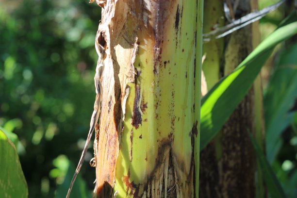 香蕉树干的纹理照片图片下载