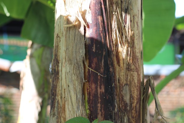 香蕉树干的纹理照片图片下载