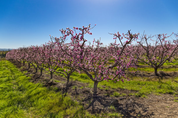 春天桃园盛开的桃花，戈兰高地以色列集体农庄的桃树鲜花盛开图片下载