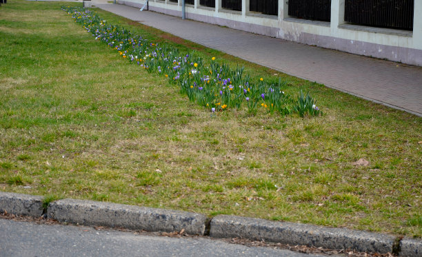 机械化种植使用专门开发的种植机器。在种植机的帮助下，可以轻松快速地专业种植、女性、拍照、制作、种植图片下载