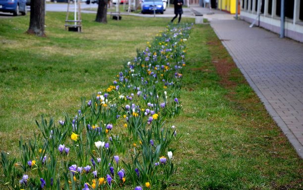 机械化种植使用专门开发的种植机器。在种植机的帮助下，可以轻松快速地专业种植、女性、拍照、制作、种植图片下载
