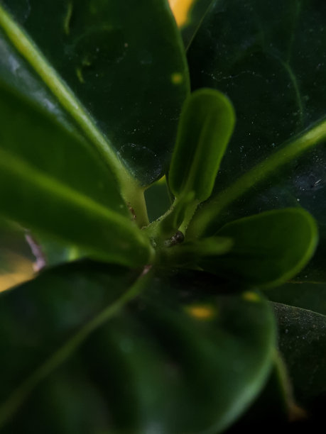 叶芽的选择焦点为浅绿色。图片下载