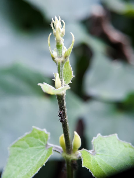 蚂蚁攀爬花蕾寻找食物的选择性聚焦。图片下载
