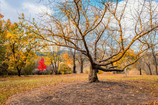 高山植物园的秋天图片下载