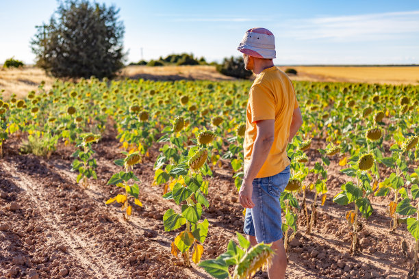 背面的男性农民站在看向日葵在阳光下的农业领域在夏天图片下载