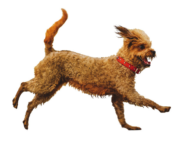 狗狗奔跑孤立照片图片下载