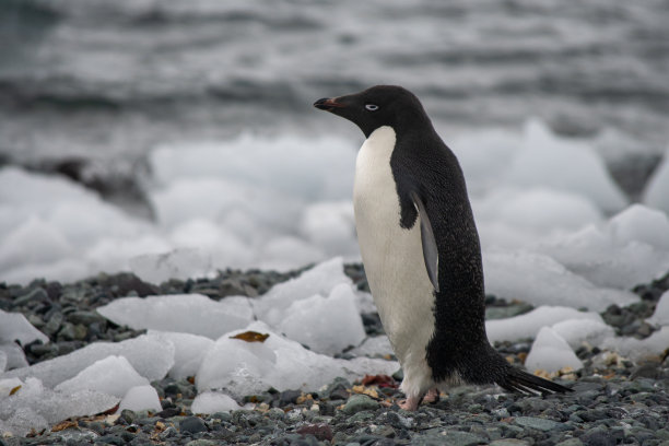 一只巴布亚企鹅侧面站在有冰的砾石海滩上。图片下载
