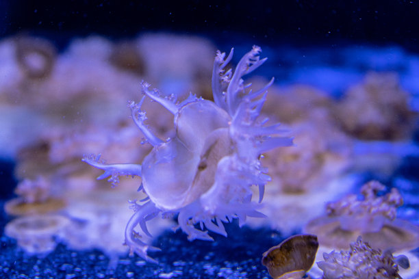 海洋水母特写：黑暗中不同颜色的照明和生物发光，水族馆中奇异而稀有的水母图片下载