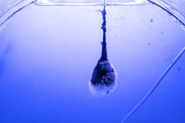 海洋水母特写：黑暗中不同颜色的照明和生物发光，水族馆中奇异而稀有的水母图片下载