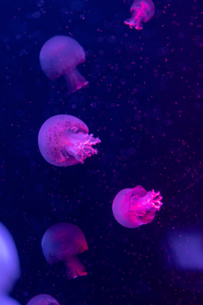 海洋水母特写：黑暗中不同颜色的照明和生物发光，水族馆中奇异而稀有的水母图片下载