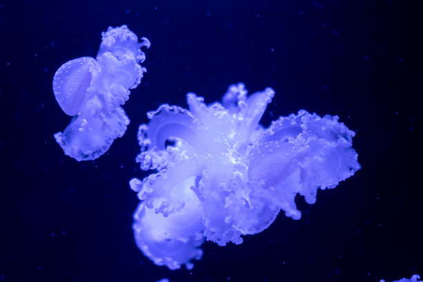 海洋水母特写：黑暗中不同颜色的照明和生物发光，水族馆中奇异而稀有的水母图片下载