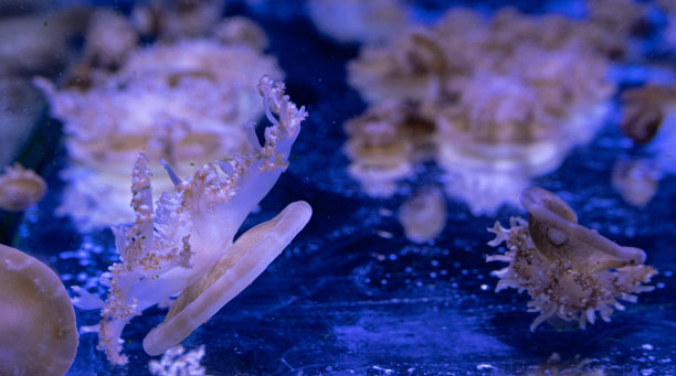 海洋水母特写：黑暗中不同颜色的照明和生物发光，水族馆中奇异而稀有的水母图片下载
