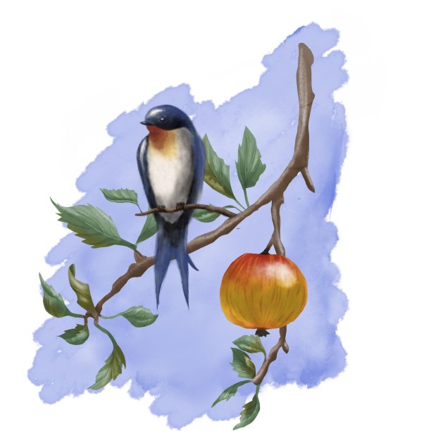 插图苹果树枝和燕子图片下载