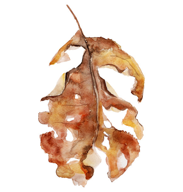 撕干的叶子带着泪孔和水彩孤立的元素图片下载