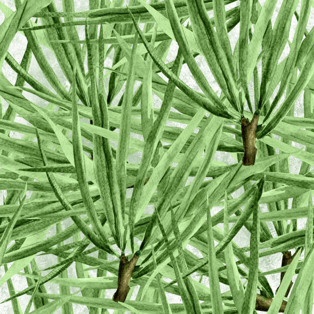 年轻云杉树枝水彩印花无缝森林图案图片下载