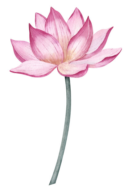 莲花。手绘水彩画的睡莲在孤立的背景为温泉设计。睡莲的植物学图。花素描开花亚洲植物除草邀请图片下载