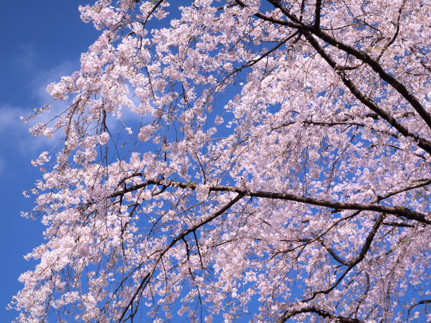 碧蓝的天空和垂泪的樱花盛开图片下载