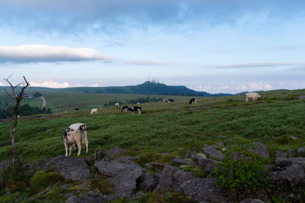放牧的牛图片下载