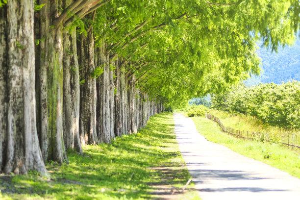 路和清新的绿树图片下载