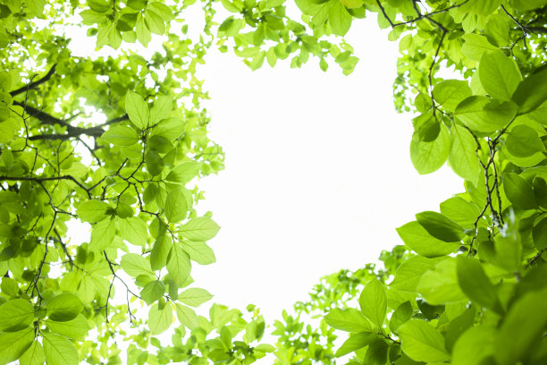 绿叶背景图片下载