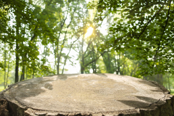 森林残肢模糊的背景图片下载