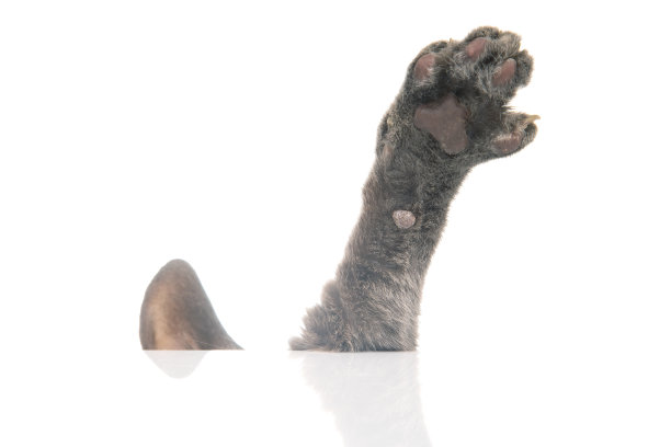 这只猫的前爪在一个白色背景特写图片下载