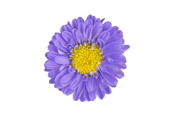 浅紫色的花在白色孤立的背景上。图片下载