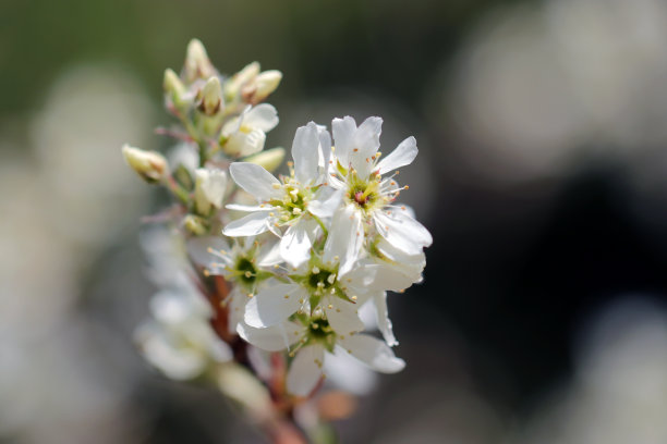 白色越桔“加拿大Amelanchier canadensis”在春天的阳光下开花(在阳光明媚的室外特写微距照片)图片下载