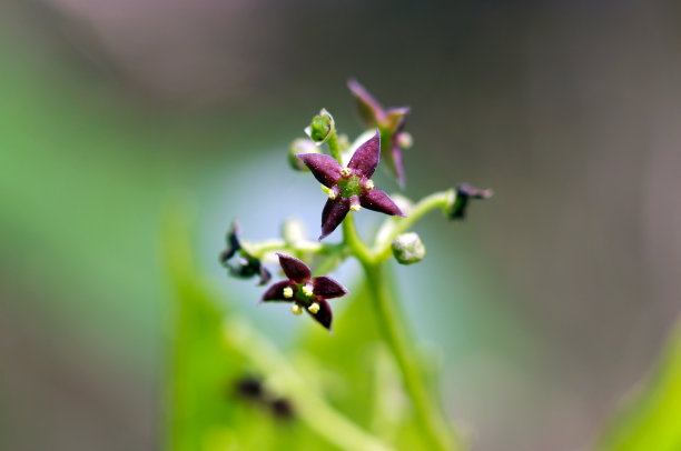 日本橡胶树(青木、日本橡胶树)近景花头微距照片。图片下载
