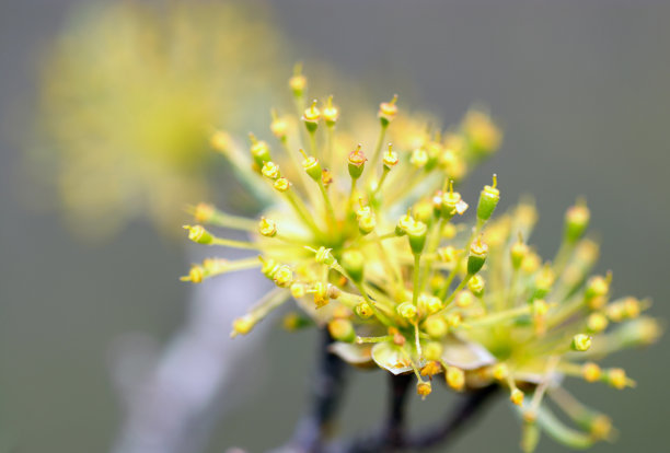 亚洲山茱萸(山茱萸，三树榆)，淡黄色的花(特写微距照片，在阳光明媚的室外)图片下载