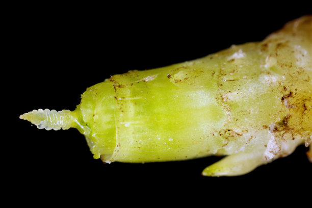 小麦穗期，谷粒茎秆伸长早，茎秆伸长初。BBCH 30-31期。谷物的生长阶段。图片下载