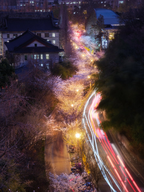 南京鸡鸣寺的樱花在夜晚绽放图片下载