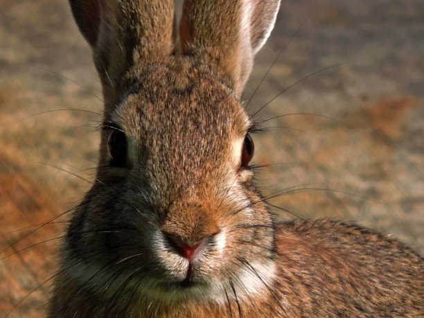 可爱的兔子图片下载