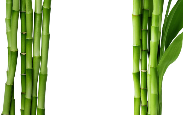 白色背景上孤立的竹枝。图片下载
